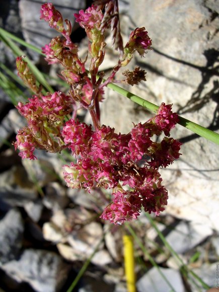 Centranthus calcitrapae (L.) Dufr Caprifoliaceae -Centranthe cha