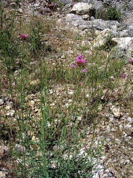 Centranthus lecoqii Jord. Caprifoliaceae - Centranthe de Lecoq