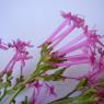 Centranthus lecoqii Jord. Caprifoliaceae - Centranthe de Lecoq