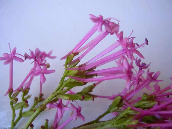 Centranthus lecoqii Jord. Caprifoliaceae - Centranthe de Lecoq