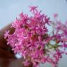 Centranthus lecoqii Jord. Caprifoliaceae - Centranthe de Lecoq