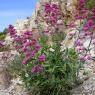 Centranthus ruber (L.) DC. Caprifoliaceae - Lilas d'Espagne