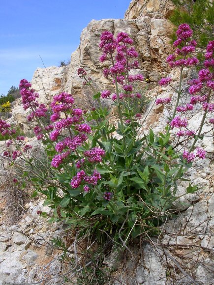 Centranthus ruber (L.) DC. Caprifoliaceae - Lilas d'Espagne