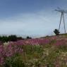 Centranthus ruber (L.) DC.