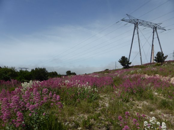 Centranthus ruber (L.) DC.