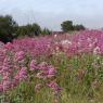 Centranthus ruber (L.) DC.