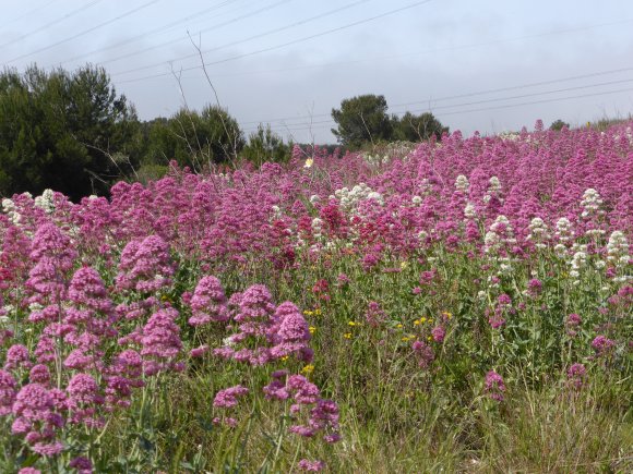 Centranthus ruber (L.) DC.