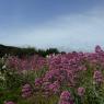 Centranthus ruber (L.) DC.