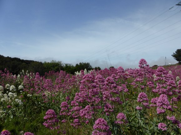 Centranthus ruber (L.) DC.