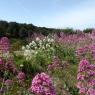 Centranthus ruber (L.) DC.