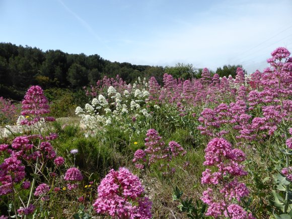 Centranthus ruber (L.) DC.