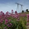 Centranthus ruber (L.) DC.