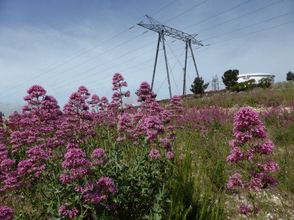 Centranthus ruber (L.) DC.