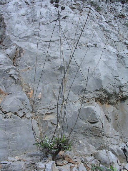 Cephalaria leucantha (L.) Schrad. ex Roem. & Schult. Caprifoliac