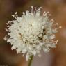 Cephalaria leucantha (L.) Schrad. ex Roem. & Schult. Caprifoliac