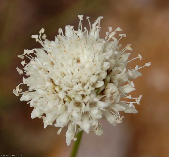 Cephalaria leucantha (L.) Schrad. ex Roem. & Schult. Caprifoliac