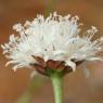 Cephalaria leucantha (L.) Schrad. ex Roem. & Schult. Caprifoliac