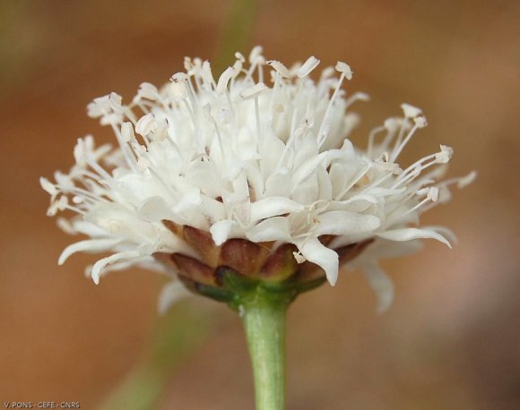 Cephalaria leucantha (L.) Schrad. ex Roem. & Schult. Caprifoliac