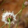 Cephalaria leucantha (L.) Schrad. ex Roem. & Schult. Caprifoliac