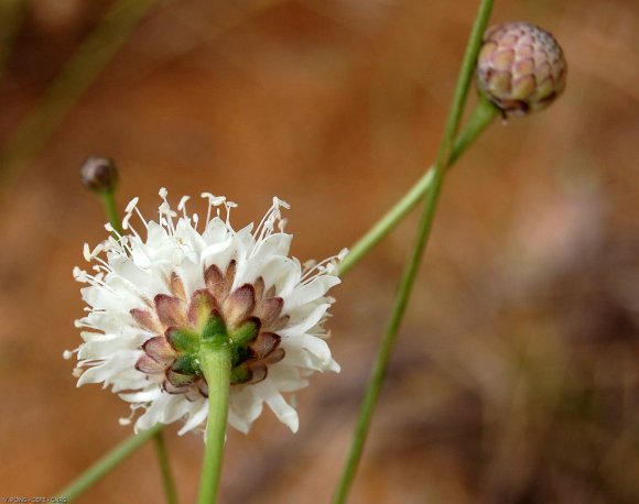 Cephalaria leucantha (L.) Schrad. ex Roem. & Schult. Caprifoliac