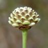 Cephalaria leucantha (L.) Schrad. ex Roem. & Schult. Caprifoliac