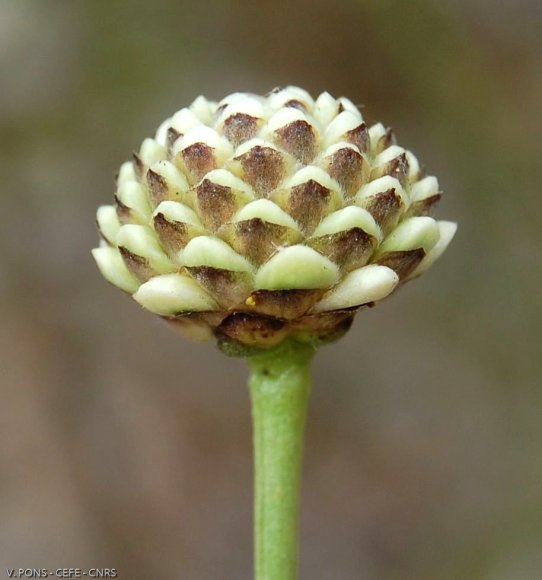 Cephalaria leucantha (L.) Schrad. ex Roem. & Schult. Caprifoliac