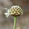 Cephalaria leucantha (L.) Schrad. ex Roem. & Schult. Caprifoliac