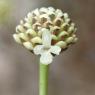 Cephalaria leucantha (L.) Schrad. ex Roem. & Schult. Caprifoliac