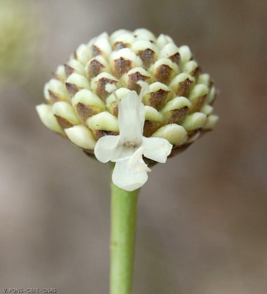 Cephalaria leucantha (L.) Schrad. ex Roem. & Schult. Caprifoliac