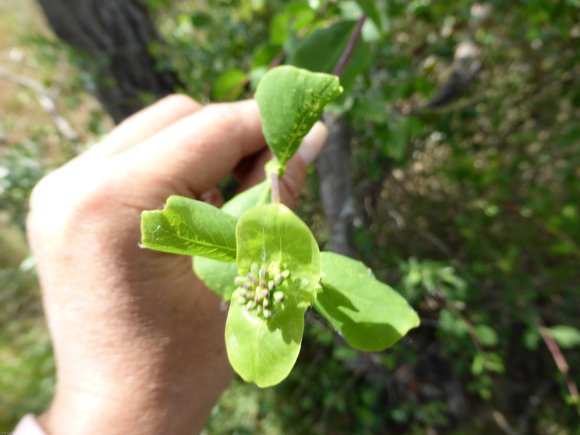 Lonicera etrusca Santi  Caprifoliaceae