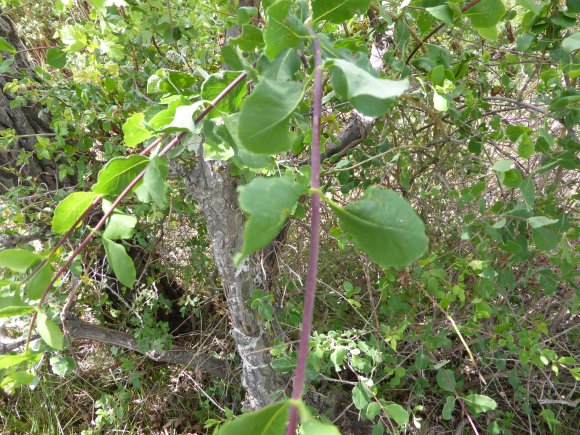 Lonicera etrusca Santi  Caprifoliaceae