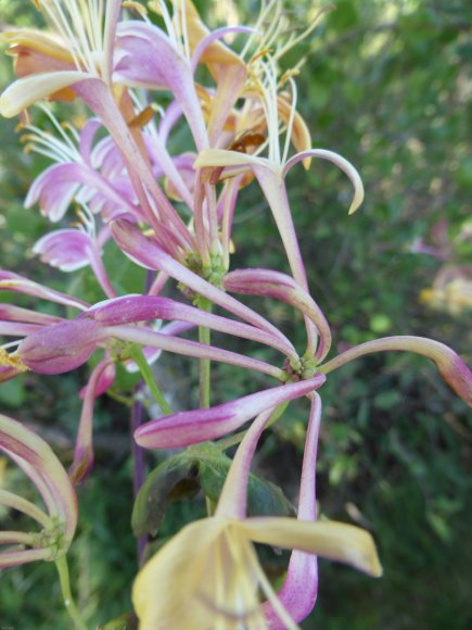 Lonicera etrusca Santi  Caprifoliaceae