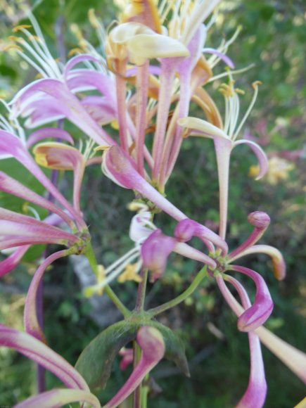 Lonicera etrusca Santi  Caprifoliaceae