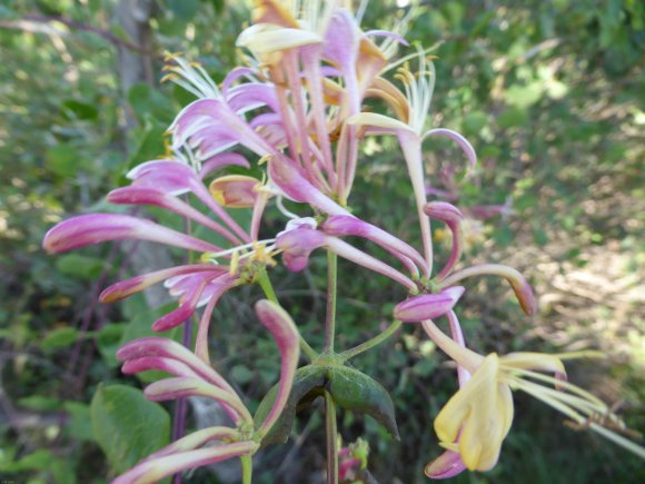 Lonicera etrusca Santi  Caprifoliaceae