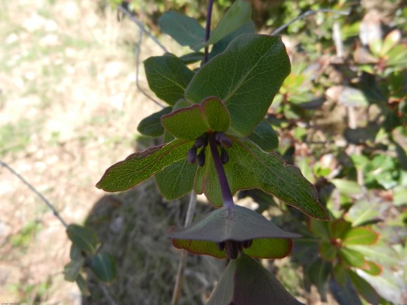 Lonicera implexa Aiton Caprifoliaceae - Chèvrefeuille des Baléar