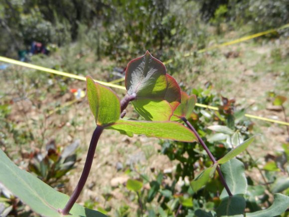 Lonicera implexa Aiton Caprifoliaceae - Chèvrefeuille des Baléar