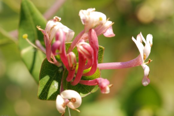 Lonicera implexa Aiton Caprifoliaceae - Chèvrefeuille des Baléar