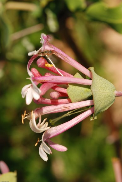 Lonicera implexa Aiton Caprifoliaceae - Chèvrefeuille des Baléar