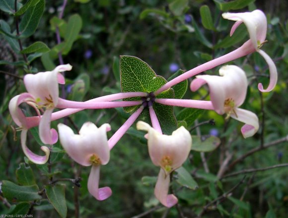 Lonicera implexa Aiton Caprifoliaceae - Chèvrefeuille des Baléar