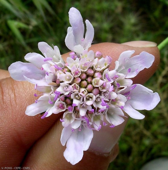 Scabiosa atropurpurea var. maritima (L.) Fiori Caprifoliaceae -