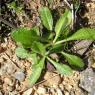Scabiosa atropurpurea var. maritima (L.) Fiori Caprifoliaceae -