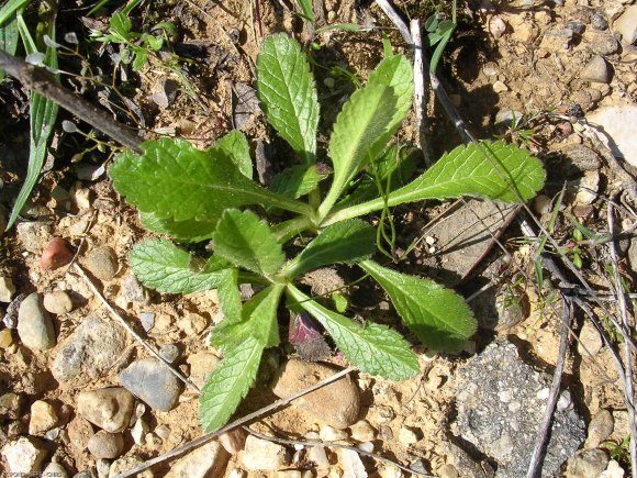 Scabiosa atropurpurea var. maritima (L.) Fiori Caprifoliaceae -