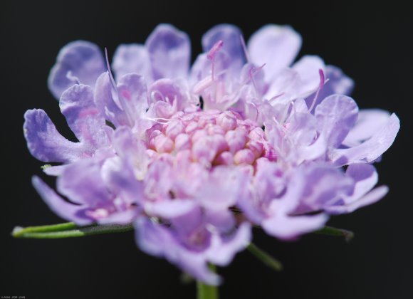 Scabiosa triandra L. Caprifoliaceae- Scabieuse à trois étamines