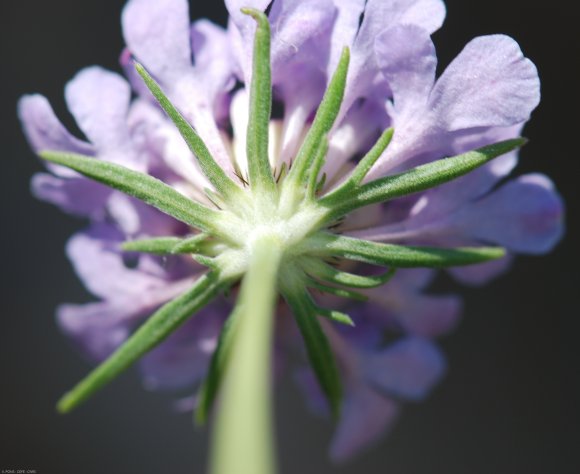 Scabiosa triandra L. Caprifoliaceae- Scabieuse à trois étamines