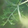 Scabiosa triandra L. Caprifoliaceae- Scabieuse à trois étamines