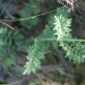 Scabiosa triandra L. Caprifoliaceae- Scabieuse à trois étamines