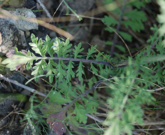 Scabiosa triandra L. Caprifoliaceae- Scabieuse à trois étamines