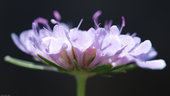 Scabiosa triandra L. Caprifoliaceae- Scabieuse à trois étamines