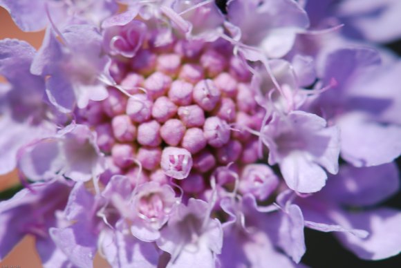 Scabiosa triandra L. Caprifoliaceae- Scabieuse à trois étamines