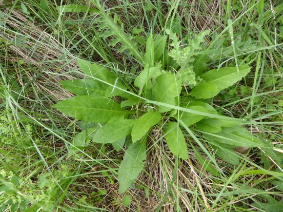 Succisa pratensis Moench Caprifoliaceae Mors-du-diable